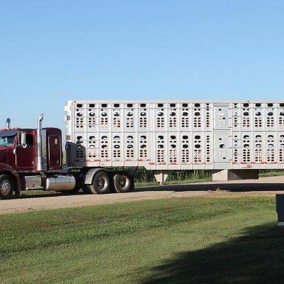 LIVESTOCK TRUCKERS NEED RELIEF FROM DRIVING RULES Thumbnail
