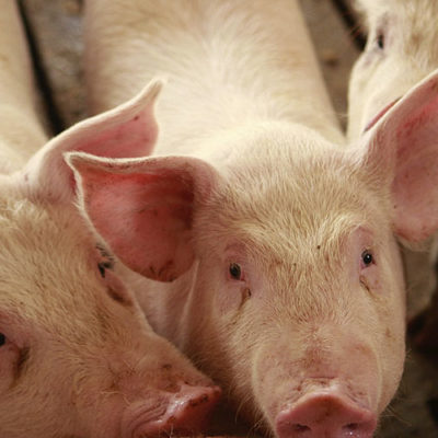 WAPO Gets it Wrong on Pork Inspection Thumbnail