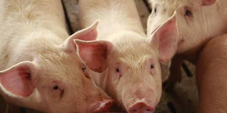 WAPO Gets it Wrong on Pork Inspection
