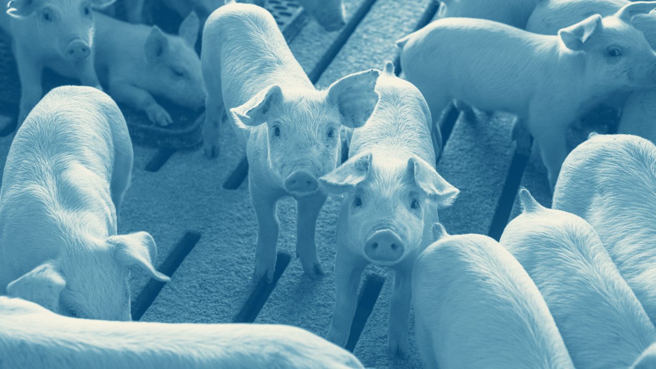 Photo of clean pigs inside an indoor pen