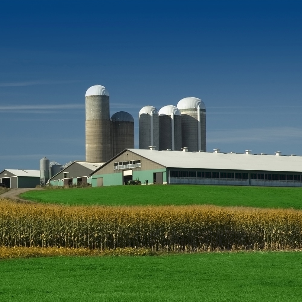 crop farm with silos and wheat growing