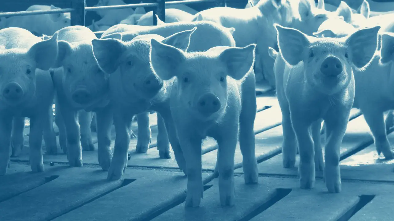 Group of pigs in an indoor pen