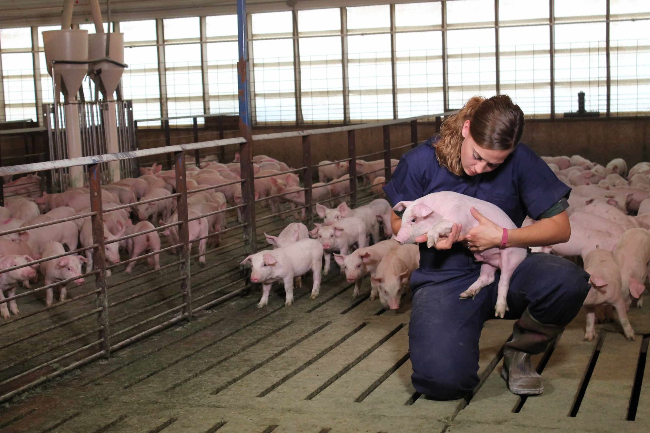 Pig farmer with nursery pigs