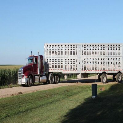 LIVESTOCK TRUCKERS NEED RELIEF FROM DRIVING RULES Thumbnail