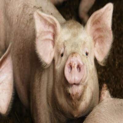 HOW CAN THE U.S. GET GENE EDITING SO RIGHT FOR PLANTS AND SO WRONG FOR ANIMALS? Thumbnail